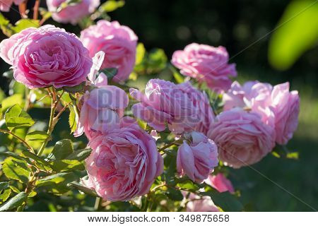 Beautiful Pink Rose In A Garden In Sunny Day