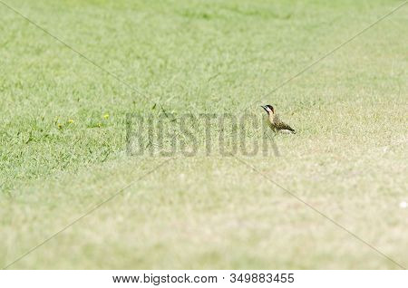 Green-barred Woodpecker, Colaptes Melanochloros, Standing In The Grass, In The Costanera Sur Ecologi