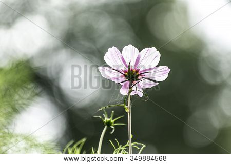 Flower In Sunlight With Shallow Depth Of Field