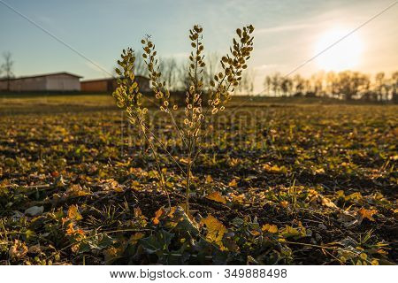 Close Up Of The Weed Field Pennycress 'thlaspi Arvense' On An Empty Field In Late Fall On A Sunny Da