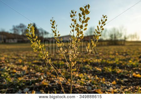 Close Up Of The Weed Field Pennycress 'thlaspi Arvense' On An Empty Field In Late Fall On A Sunny Da