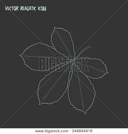 Chestnut Leaf Icon Line Element. Vector Illustration Of Chestnut Leaf Icon Line Isolated On Clean Ba