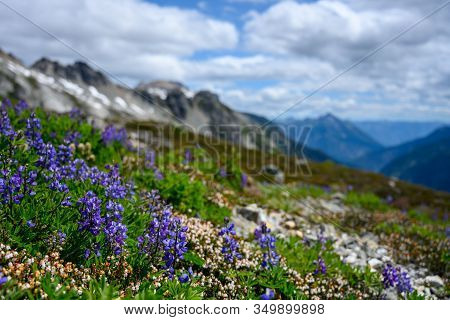 Lupine Bloom On Peaceful Afternoon N Washington Mountains