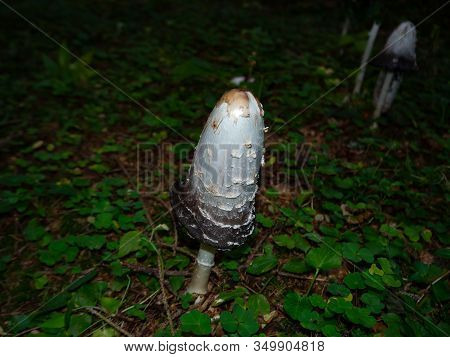 Shaggy Mane On The Forest Floor Of A Coniferous Forest