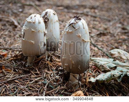 Shaggy Mane On The Forest Floor Of A Coniferous Forest