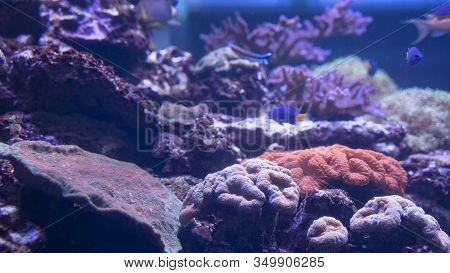 Beautiful Multi-colored Grown Corals Underwater With Little Fishes
