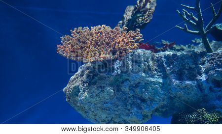 Beautiful Multi-colored Grown Corals Like Tree Undrewater