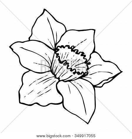 Flower Daffodil Contour Drawing Of Black Color Isolated On White Background, Stock Vector Illustrati