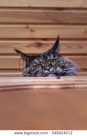 Portrait Looking Whiskered Green-eyed Maine Coon Cat Peeking Out From Behind Chiffonier. Close-up Fl