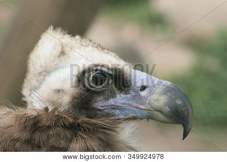 Griffon Vulture Head Close Up (gyps Fulvus)