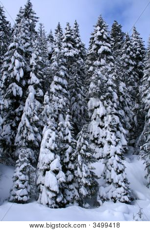 Alberi 8 coperta di neve