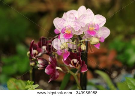 Small Dainty Pink And Fusia Orchids Surrounded By Greenery