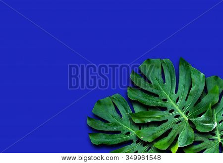 Window-leaf Monstera Obliqua Plum Blossom (miq.) Walp. 'expilata' Back Separating From The Backdrop 
