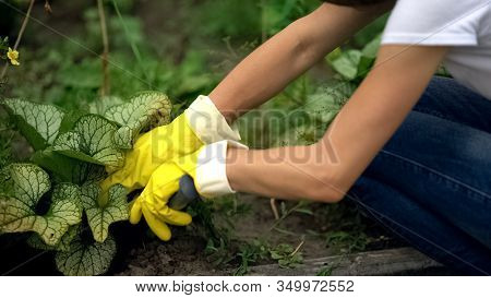 Gardener Hands In Gloves With Tool Spudding Soil Around Plant, Gardening Service