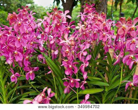 Close Up Of Pink Mokara Orchid With Green Leaves In The Botanical Garden