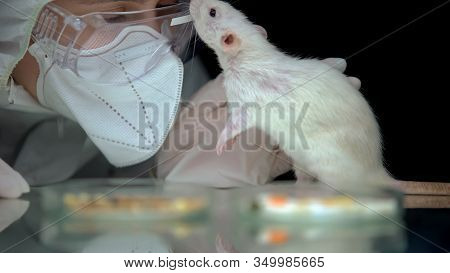 Epidemiologist In Protective Mask Playing With Lab Rat, Monitoring Reaction