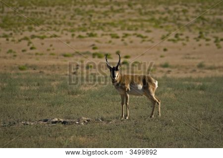 Antilope Ponghorn