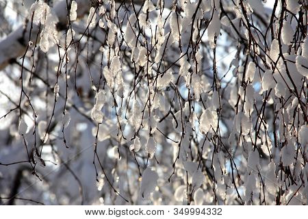 Ice Icicles On A Tree In Winter. Winter Background.