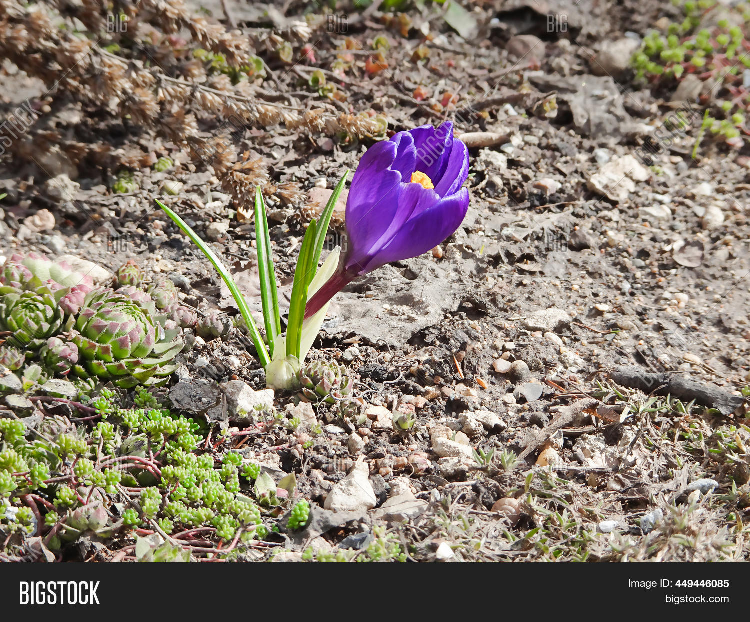 Image Preview