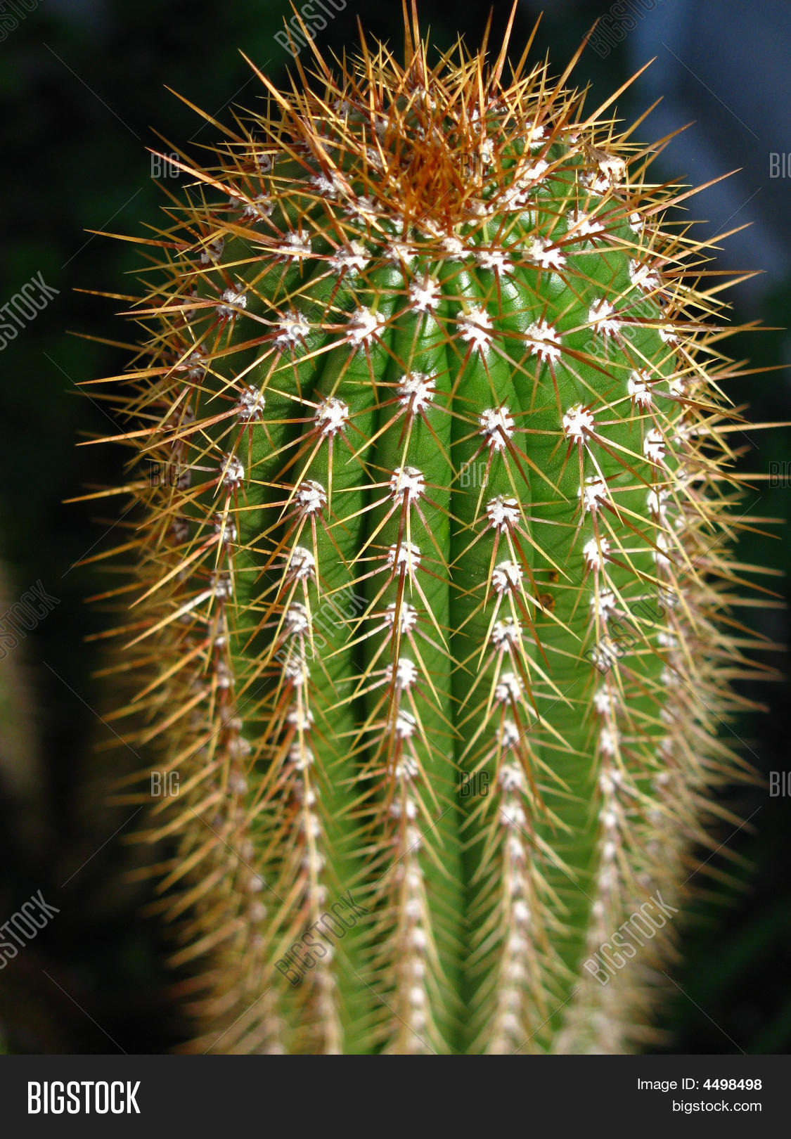 Image Preview