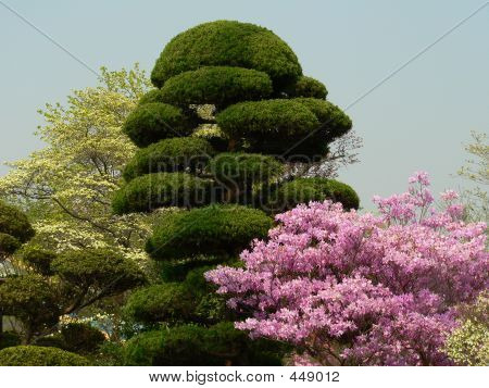 일본 봄
