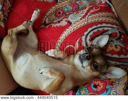 Red Chihuahua Female Dog Is Chilling On The Bed.