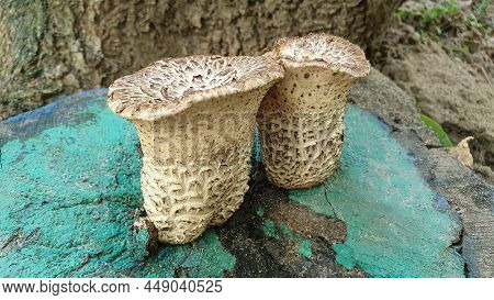 Two Mushrooms Grow On The Stump Of An Old Tree.