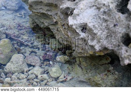 The Photo Shows The Seabed In A Coral Reef Where You Can See A Lot Of Sea Urchins. The Atlantic Ocea