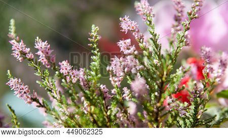 Calluna Vulgaris. Flowers Background. Vibrant Pink Heather Blossoming Outdoors. Purple Heather Flowe