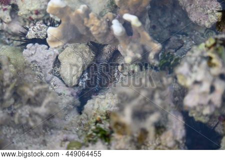 The Photo Shows The Seabed In A Coral Reef Where You Can See A Lot Of Sea Urchins. The Atlantic Ocea