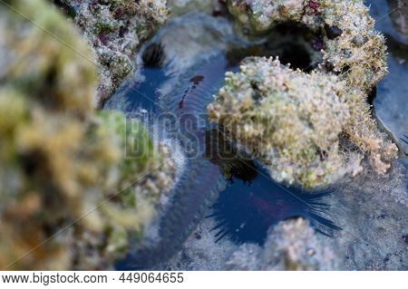 The Photo Shows The Seabed In A Coral Reef Where You Can See A Lot Of Sea Urchins. The Atlantic Ocea