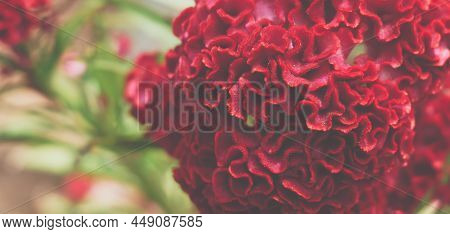 Banner Real Beauty Nature Background. Celosia Argentea Cristata Cockscomb Crested Tropical Flower Bl