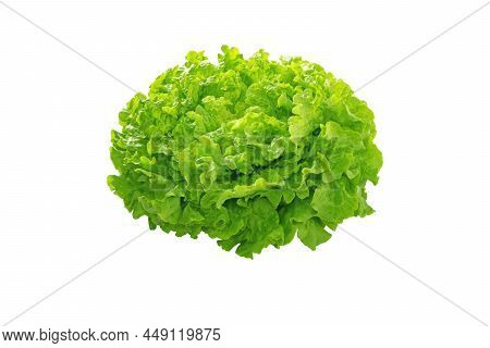 Batavia Green Lettuce Salad Head Isolated On White. Leafy Vegetable. French Crisp.