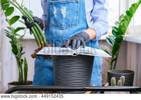 Gardener Woman Reading Book And Transplants Indoor Plants And Use A Shovel On Table. Zamioculcas Con