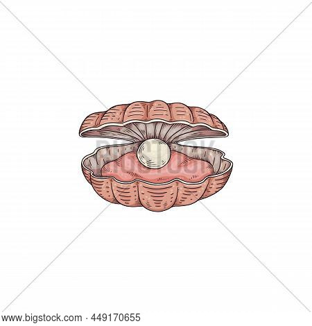 Pearl And Mollusk Inside Of Nacre Seashell, Colored Sketch Vector Illustration Isolated On White Bac