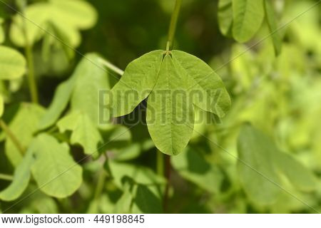 Dalmatian Laburnum New Leaves In The Spring