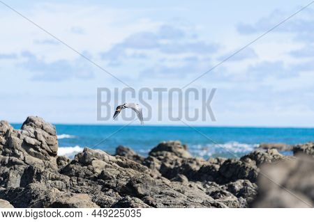 White-faced Heron Flies  Wings Curved Down Over Rugged Rocky Coastline And View To Horizon On East C