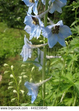 Blue Flowers Of Delphinium Elatum , Delphinium Flower In The Garden - Larkspur Flowers. Gardening Of