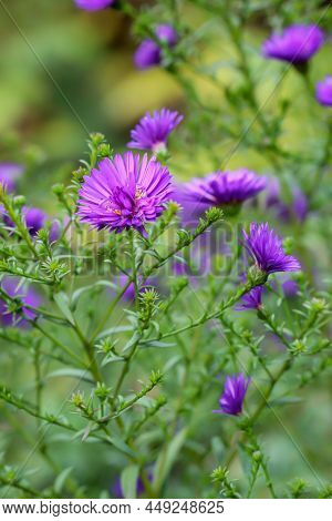 The Purple Colored Flowers Of An Aster Or Aster-like Flower.