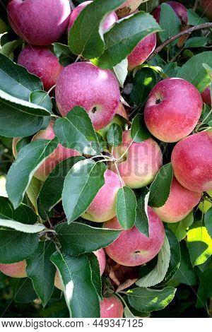 Ripe Red Apples On Tree. Harvest Season.