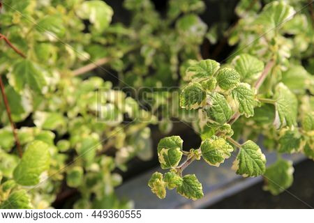 Plectranthus Coleoides Plants In The Garden Under The Sun