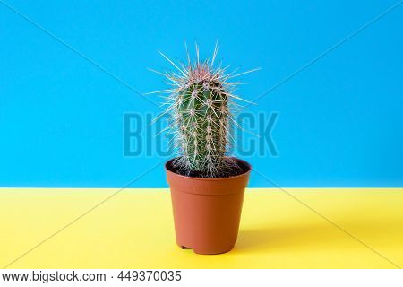 Small Stetsonia Coryne Cactus With Long Needles In A Plastic Pot On A Yellow-blue Background
