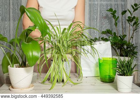 Chlorophytum Transplantation At Home. Tools For Ambulance, Soil And Pot Planning. The Process Of Chl