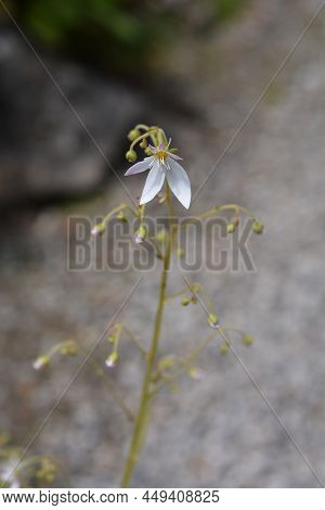 Creeping Saxifrage White And Pink Small Flower
