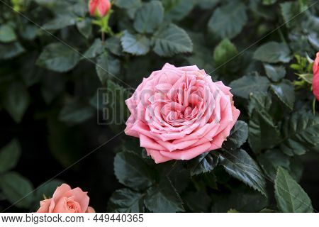 Colorful Meillandina Mini Roses (pitimini Roses) In The Garden