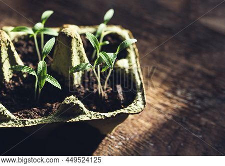 Tomato Seedlings In Reused Egg Box, Home Gardening And Zero Waste Concept