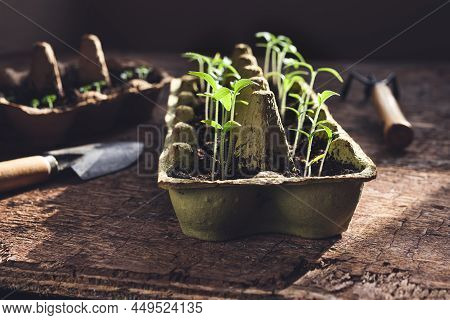 Tomato Seedlings In Reused Egg Trays And Garden Tools On The Dark Wooden Table, Sustainable Home Gar