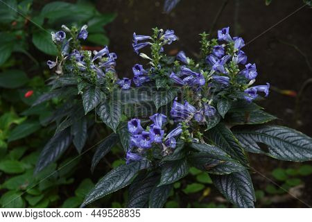 Strobiranthes Dyerianus Flowers. A Tropical Evergreen Foliage Shrub Native To Myanmar.