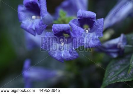 Strobiranthes Dyerianus Flowers. A Tropical Evergreen Foliage Shrub Native To Myanmar.