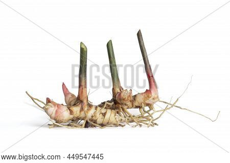 Galangal Or Alpinia Galanga Rhizome With Root Is A Thai Herb Isolated On White Background Included C